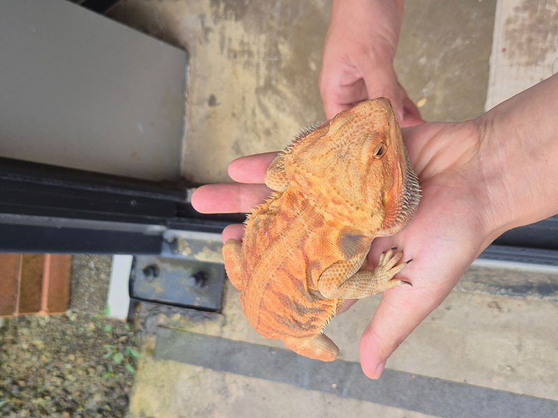 동물 먹이 주기 체험을 하는 아이들