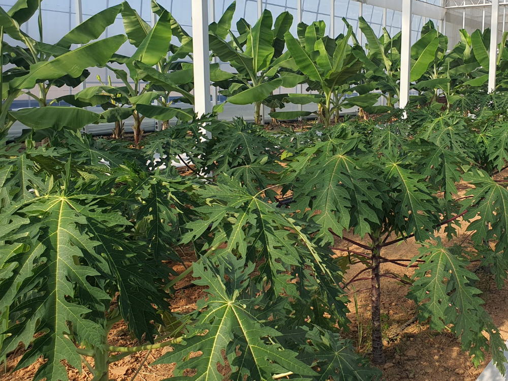 열대 과일을 바라보는 아이들