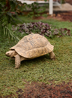 모래 위에 앉아 쉬고 있는 거북이