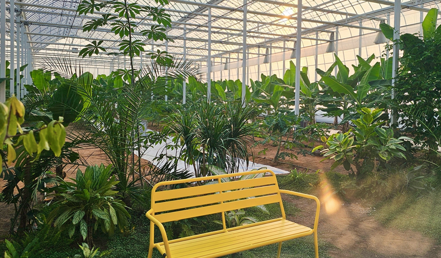 온실 중앙 노란 벤치에 햇살이 비치는 모습